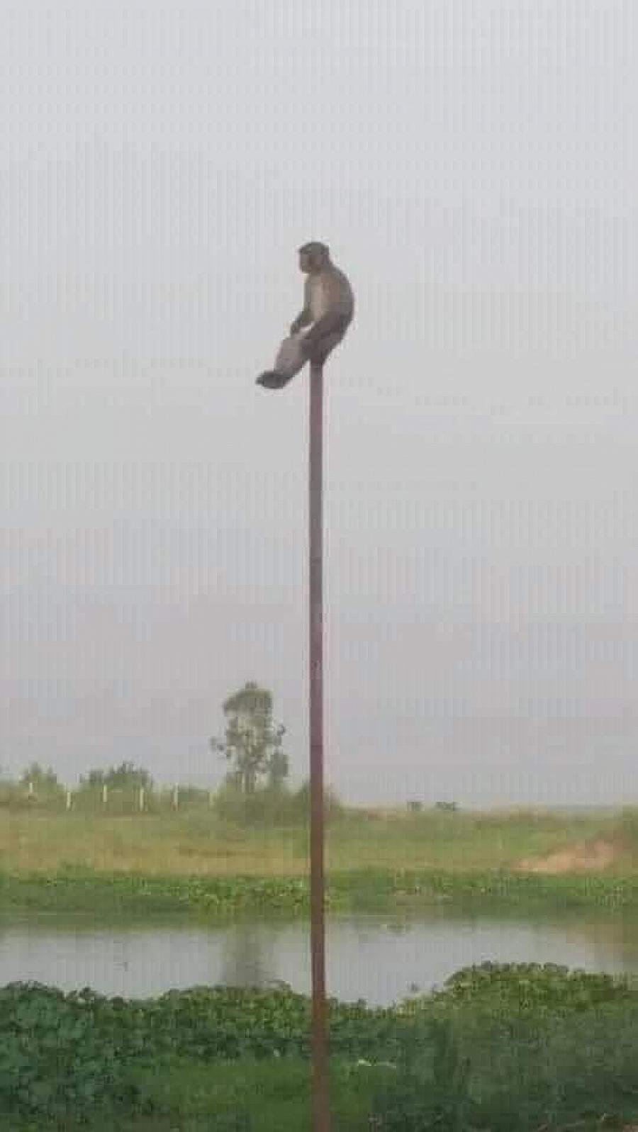 বিজয়ের ৫২ বছর ও তৈলাক্ত বাঁশে বানরের ওঠানামা
